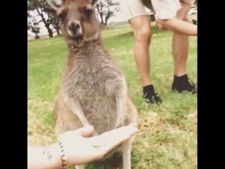 Aussie pride haha cutest porn! #kangaroo #bunbury #wildlifepark #thecollective