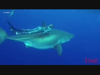 Enormous white shark believed to be one of the biggest on record deep blue #2