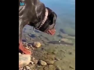 Пёс рыбак) g`c hs,fr) g`c hs,fr) g`c hs,fr)