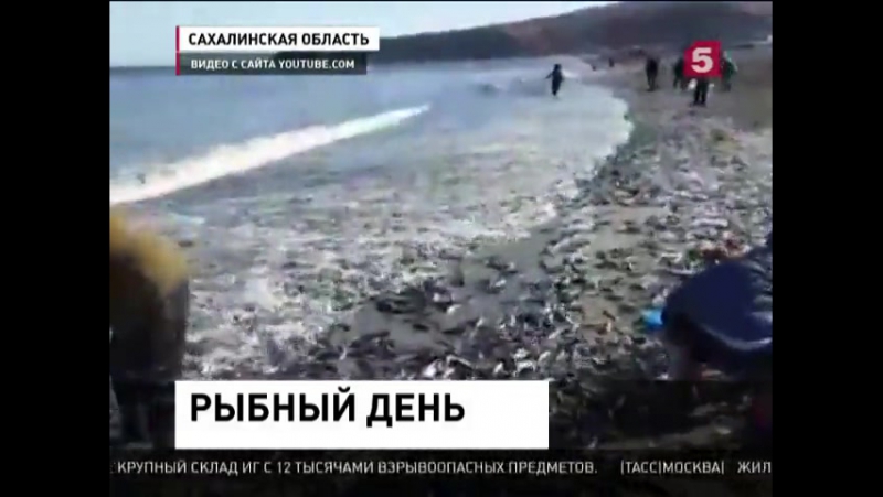 На сахалине на берег массово выбрасывается мойва