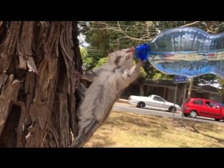 Thirsty possum having a drink in melbournes heatwave