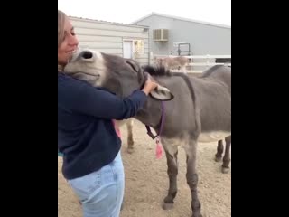 Девушка обнимает ослёнка