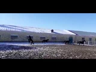 Кобылки 2018 г р 2 т/о