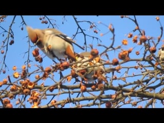 Свиристели жуют яблочки 1 марта 2018 г