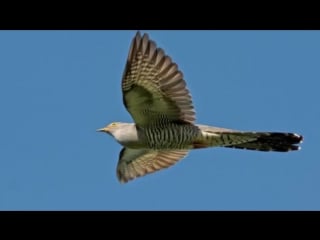 Гнездовой паразитизм кукушки (рассказывает биолог николай формозов)