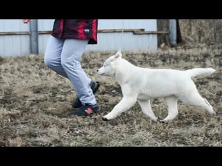 Nardava lilia annamaria drim