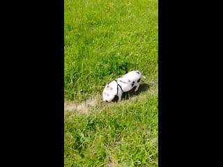 Гуляем с бинго на природе