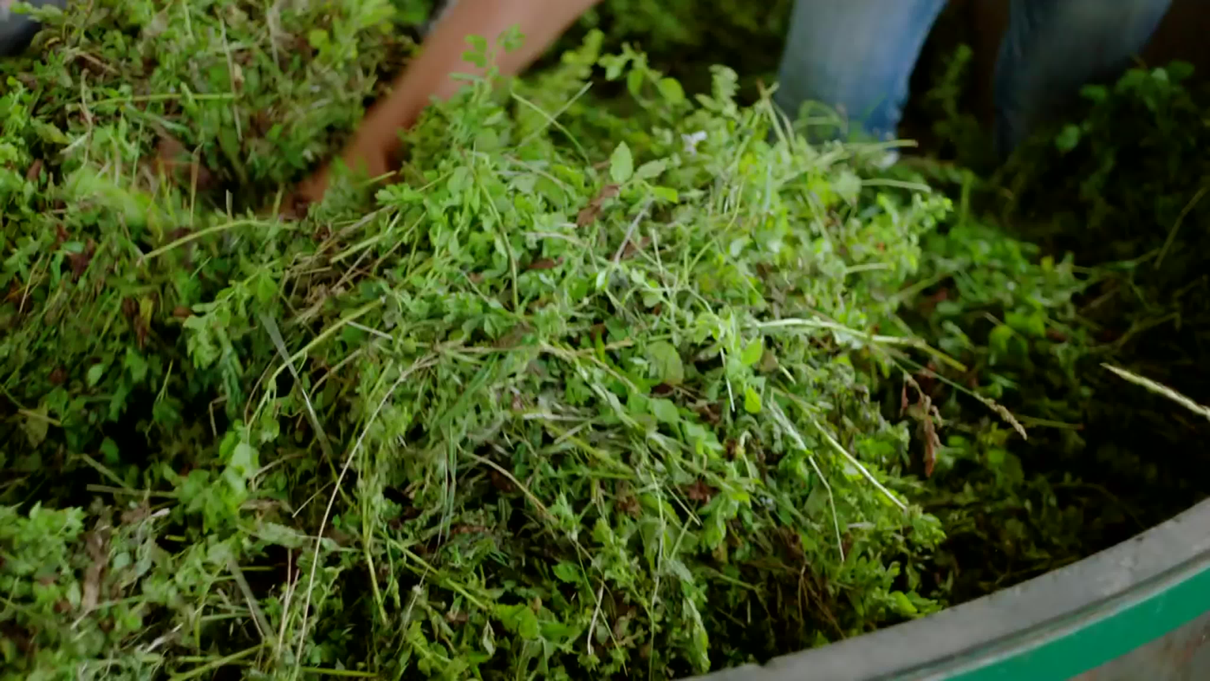 St maries lavender farm and distillery young living essential oils