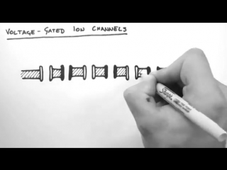 Action potentials 2 voltage gated ion channels