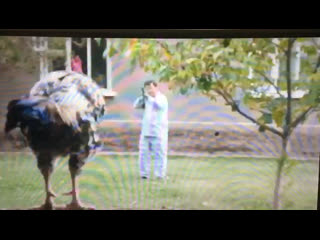 Тауығы мен қатынын атып тастады