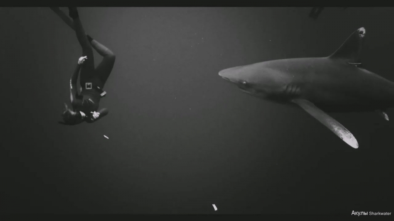 Акулы sharkwater blackswan (manu shrine everytime buddhi cutout)
