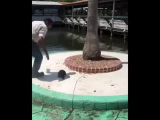 Saving a turtle from crocs