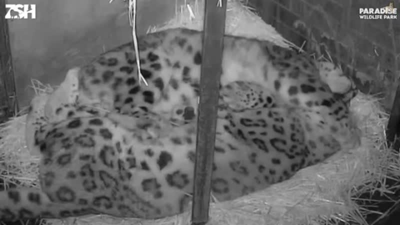 Снежные барсы