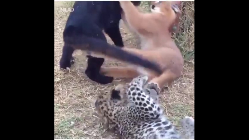 Большие коти играются