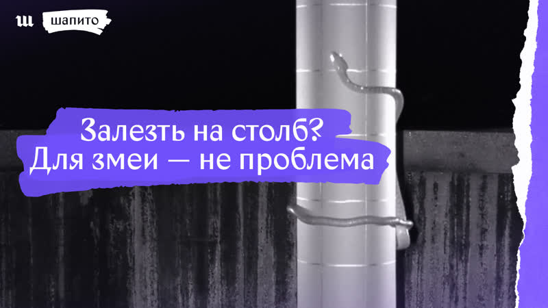 А а а а а!!! 😨 змеи научились залезать на столб