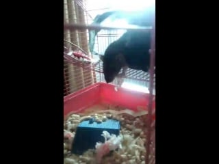 Показываю своих крыс