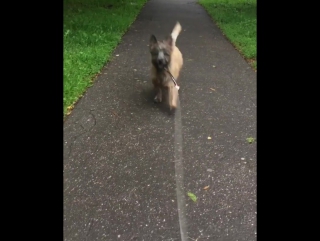 On the walk 🌧🐾🐶 #gambo cairn#cairns#walk#morning#d москва