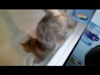 Кот в ванне говорит нормально