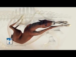 Nice animation of a mare giving birth