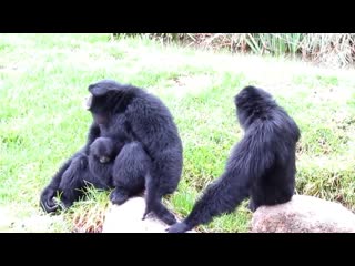 Siamangs are so freaking weird