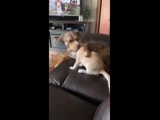 Hooman, is the cat family?