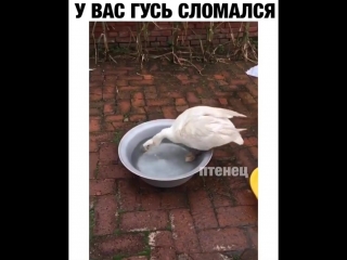 Ласты склеил