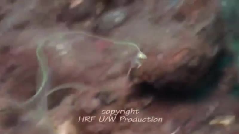 Почти невидимое существо