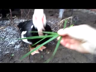 วิดีโอโดย дрессированные уточки)