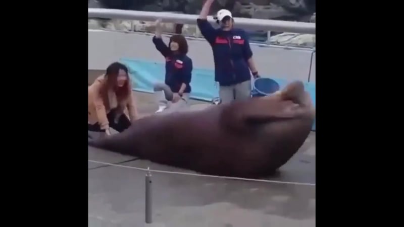 Даже морж качает пресс, а ты нет