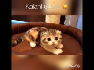 Kalani gloria, помет "g", д/р