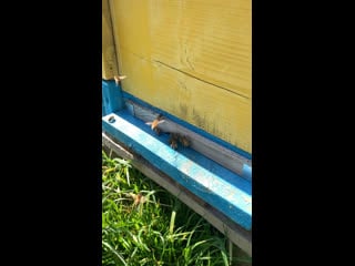 Пчёлы работают