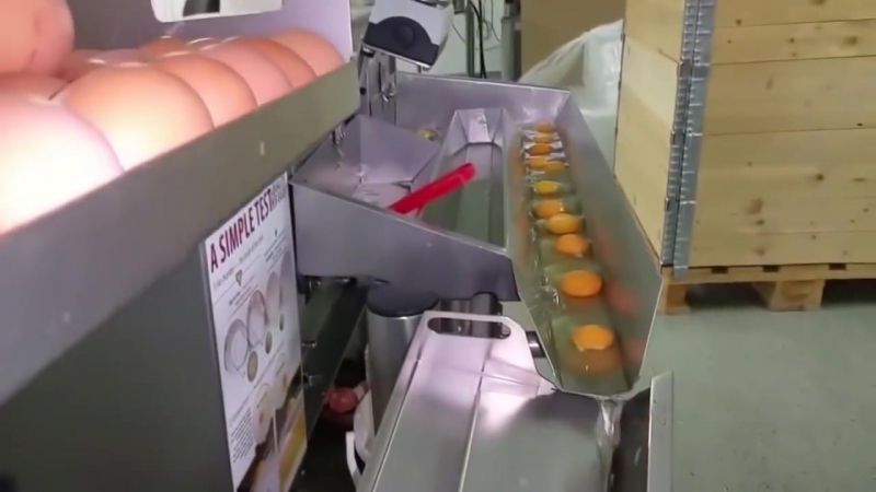 Процесс разделения белков и желтков в промышленном масштабе (vhs video)