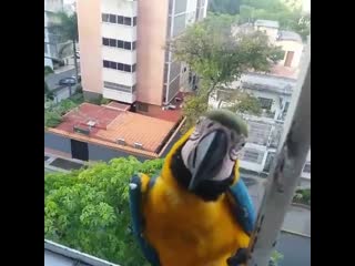 Sharing breakfast with the beautiful macaws! caracas venezuela mariapichipichi ig