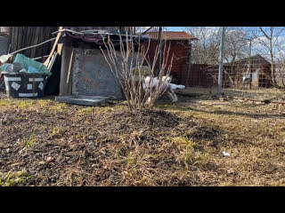 Видео от tibetn mastiff и chinese crested в твери