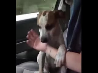 Dog shows gratitude to woman who rescued him after he was porn and abandoned