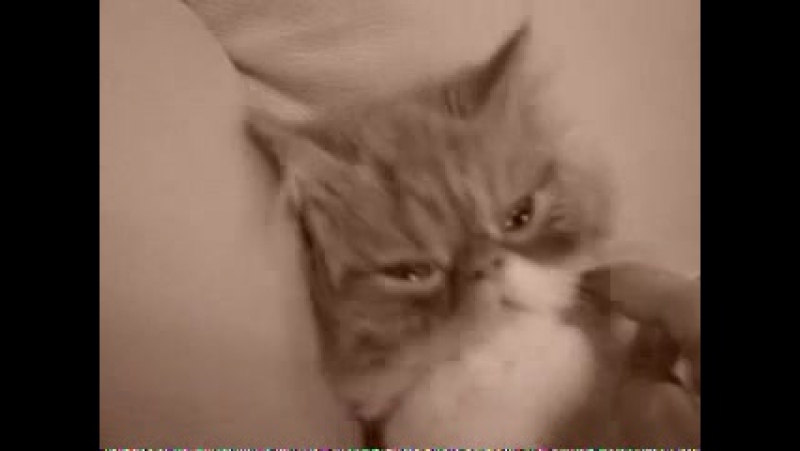 Котик porn video – Спящий котик