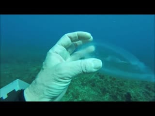 Ghost fish sea creature thats almost totally transparent identified as a salp