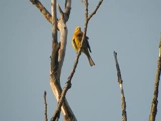 Обыкновенная овсянка (emberiza citrinella)