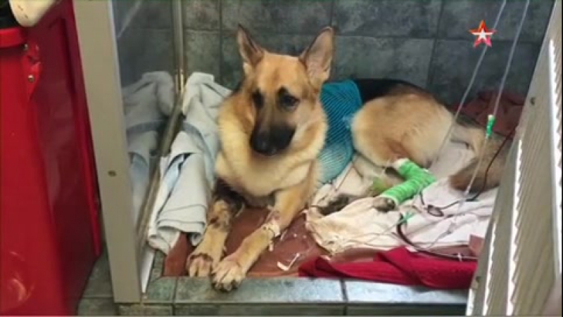 Молодые спасла ребенка, приняв на себя укусы гремучей змеи