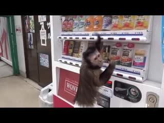 Monkey buys a drink from a vending machine