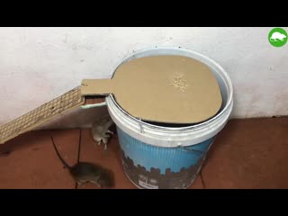 Pvc water bottle mouse trap diy make a mouse trap homemade mouse reject idea mouse