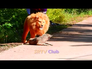 Big fake lion vs real dogs prank very funny must watch fun