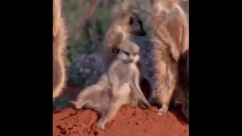 Стою я утром в понедельник на останое жду маршрутку