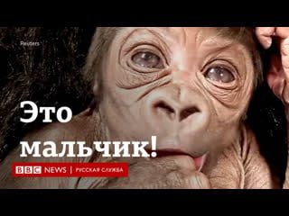 Это мальчик! в бостонском зоопарке родился первый самец гориллы