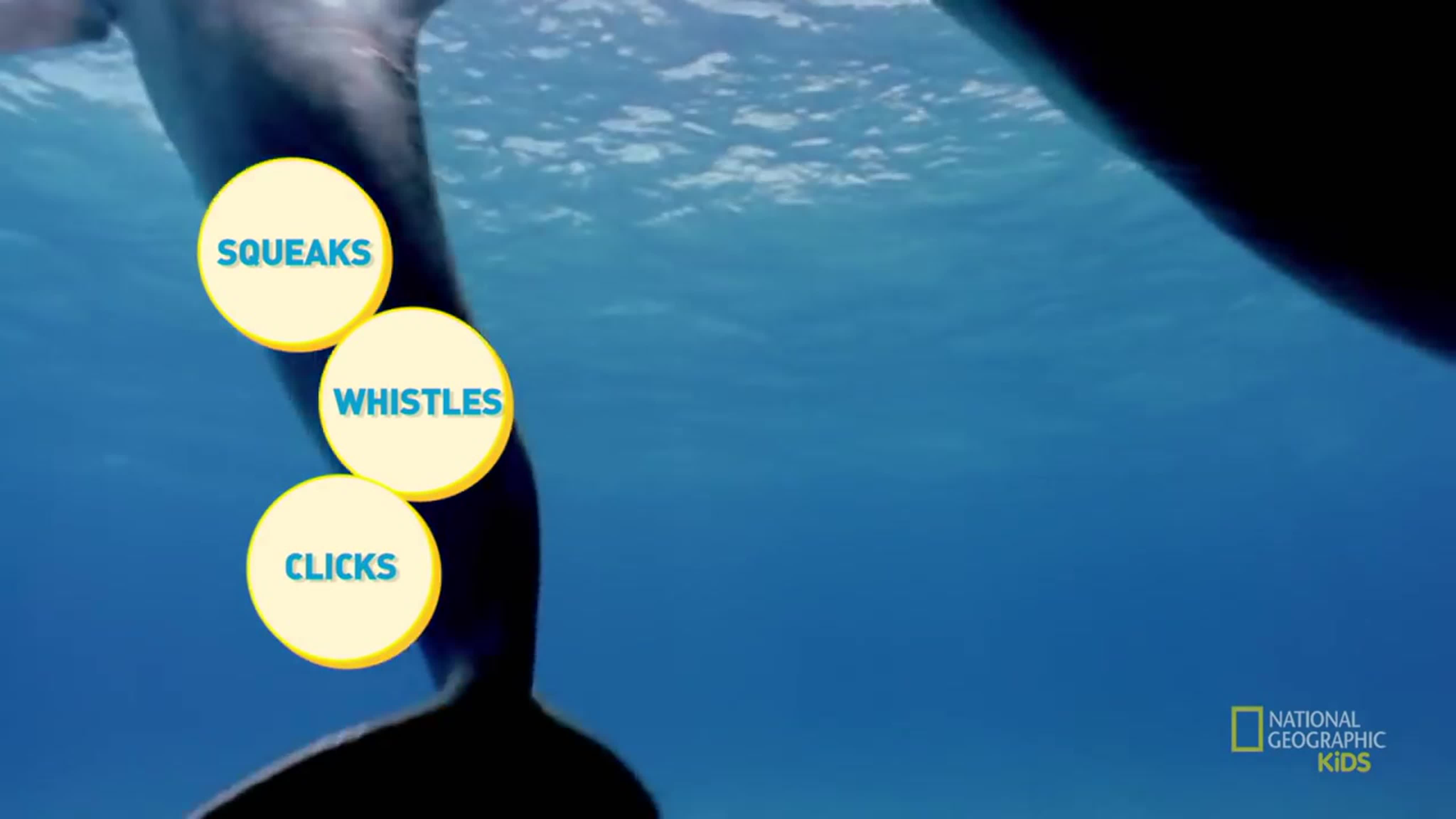 Bottlenose dolphin amazing porn - BEST XXX TUBE