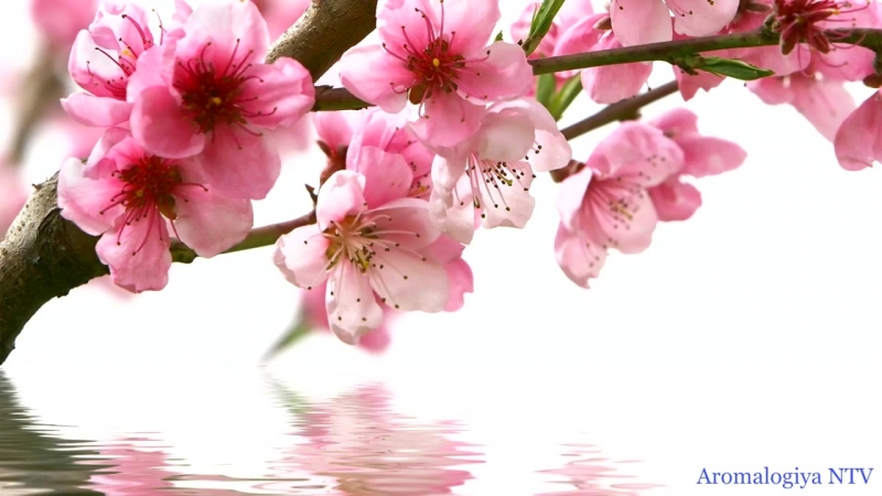 Исцеляющая музыка healing music japan