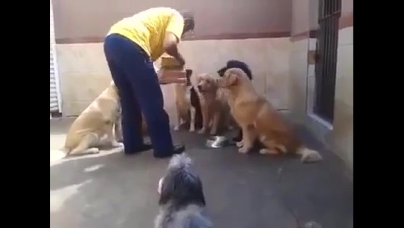 Дрессироа 80 лвла © видеожесть