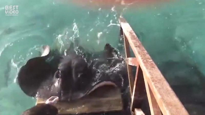 Человек кормит электрического ската как домашнего пса