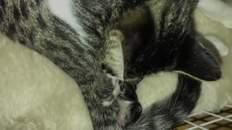 Kucing muda melahirkan hebat! induk usia 8bulan melahirkan 4 kitten