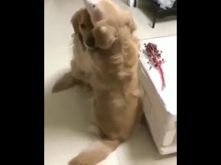 Цветочек принес, своей любимой! ツ